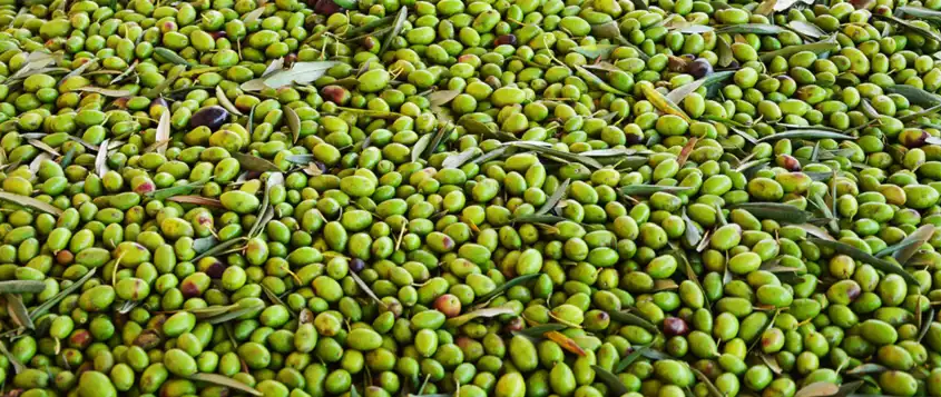 Koop BIO olijfolie van Coratina olijven, de olijf met een hoog gehalte aan polyfenolen.