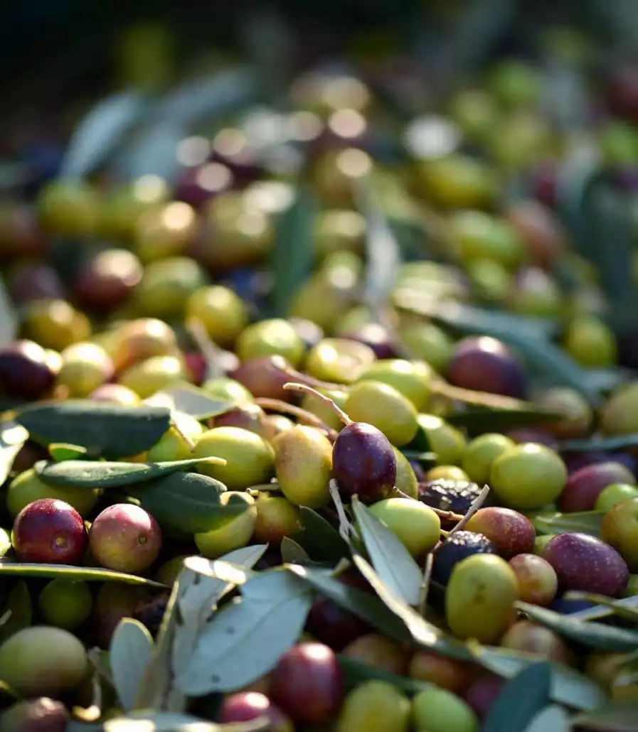 De polyfenol-rijke Coratina olijf speelt de hoofdrol in onze olijfolie
