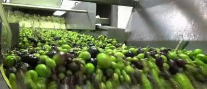 olivenoel pressen