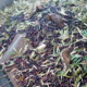vogelmassaker bei olivenernte, massenhafter vogelmord bei ernte, stimmt das